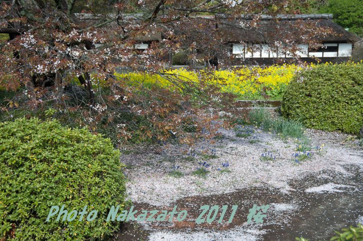 狩宿の下馬桜